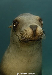 curios sea lion, D200 by Thomas Lueken 